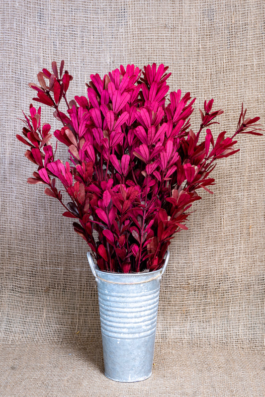 Integrifolia - Red Tinted