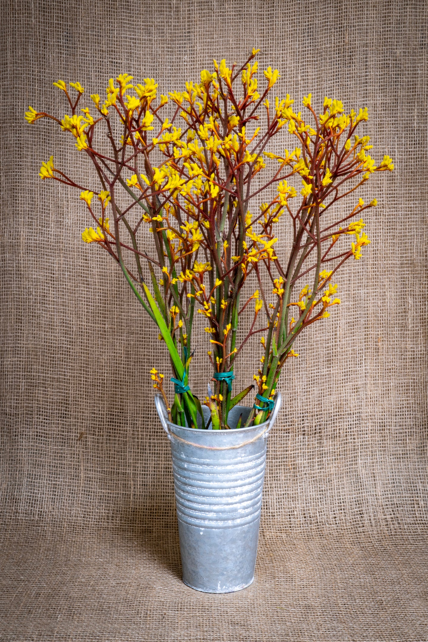 Kangaroo Paws - Yellow