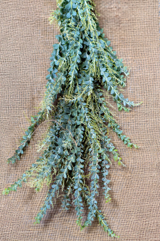 Fresh Knifeblade Acacia Garland for Weddings and Events and Wholesale
