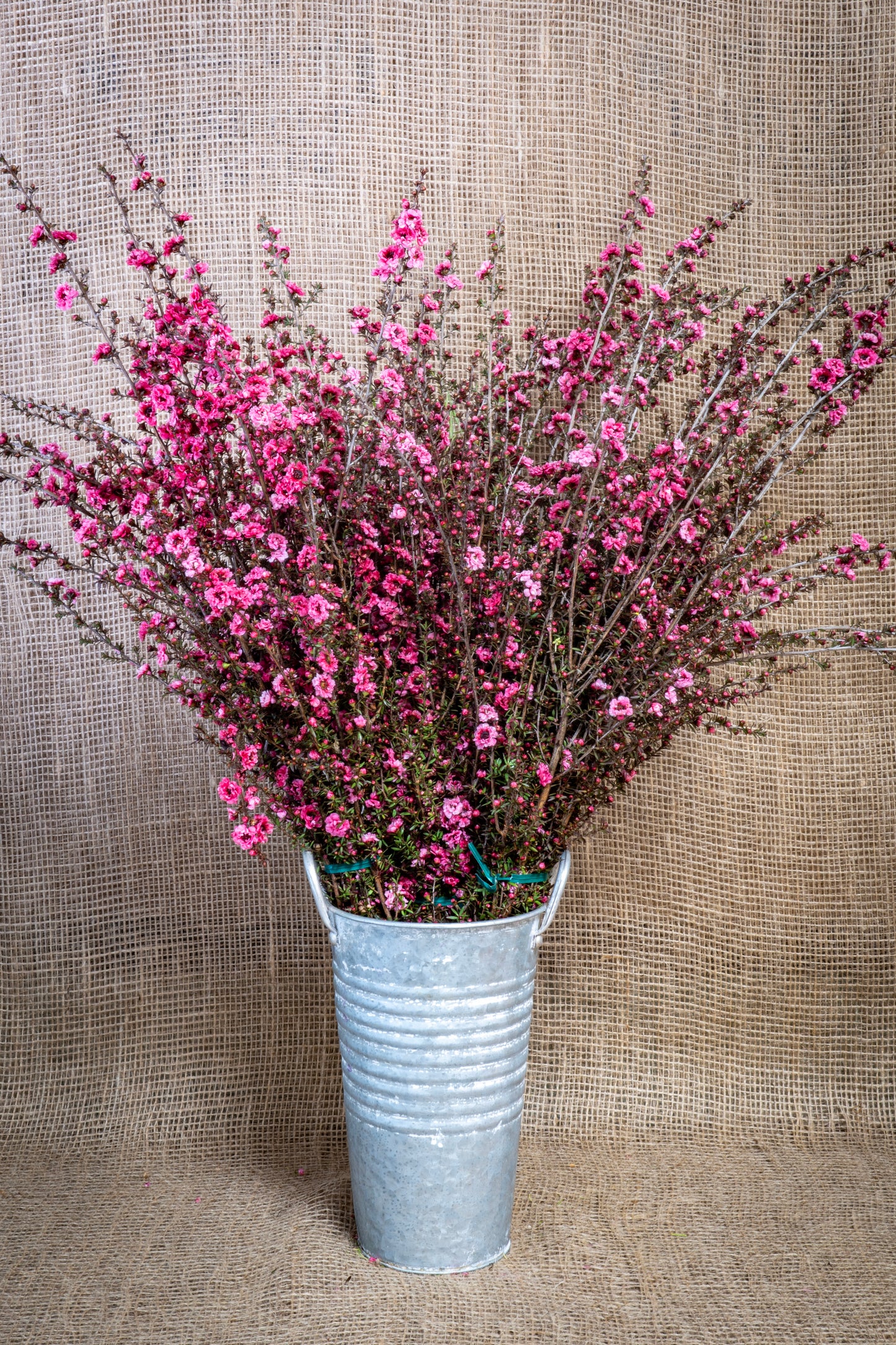 Leptospermum - Hot Pink