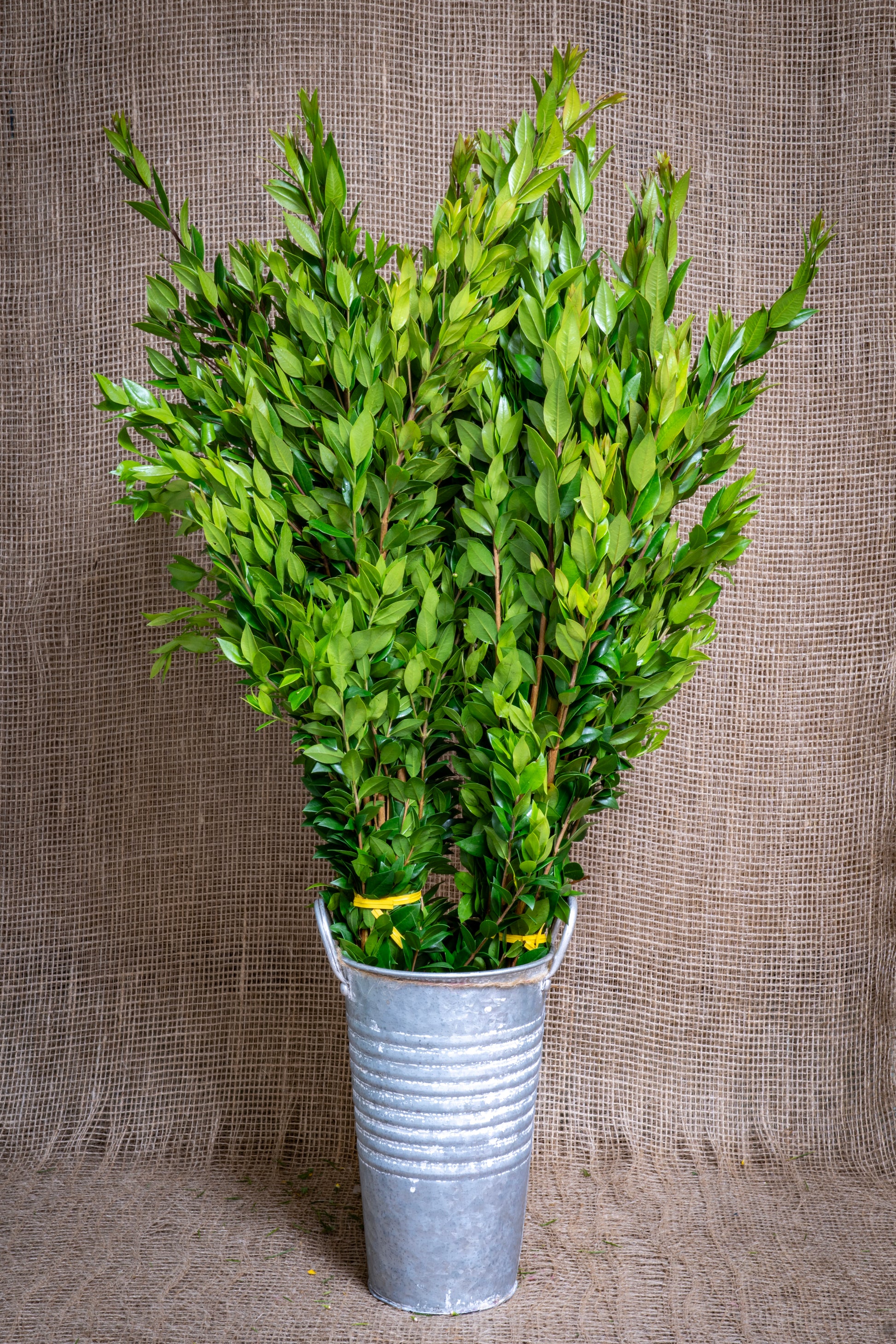 myrtle house plant Myrtle Wholesale Bunches