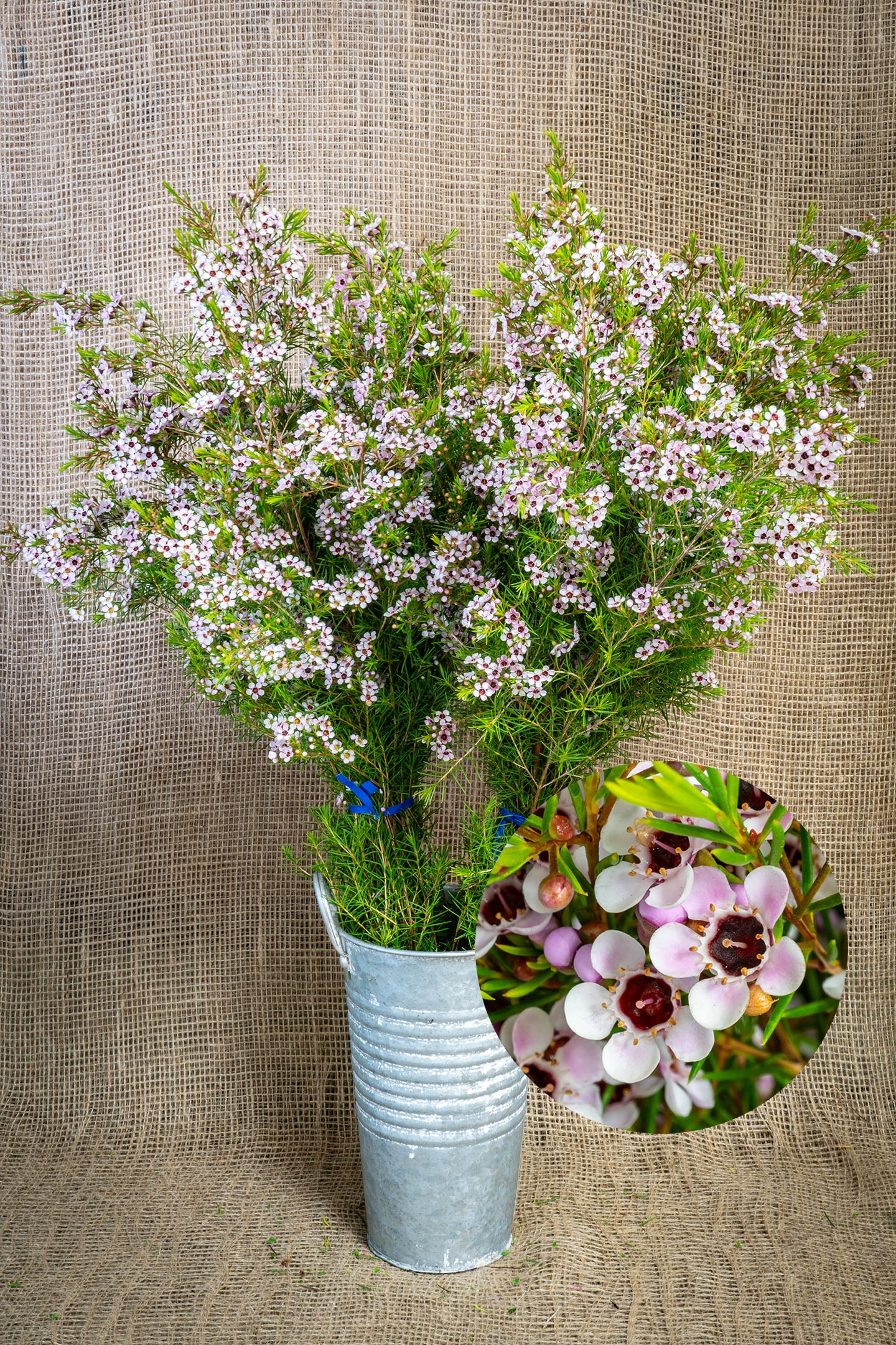 Waxflower - Pink Lady Stephanie