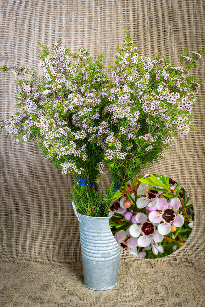 Waxflower - Pink Lady Stephanie