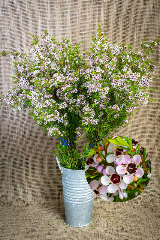 Waxflower - Pink Lady Stephanie