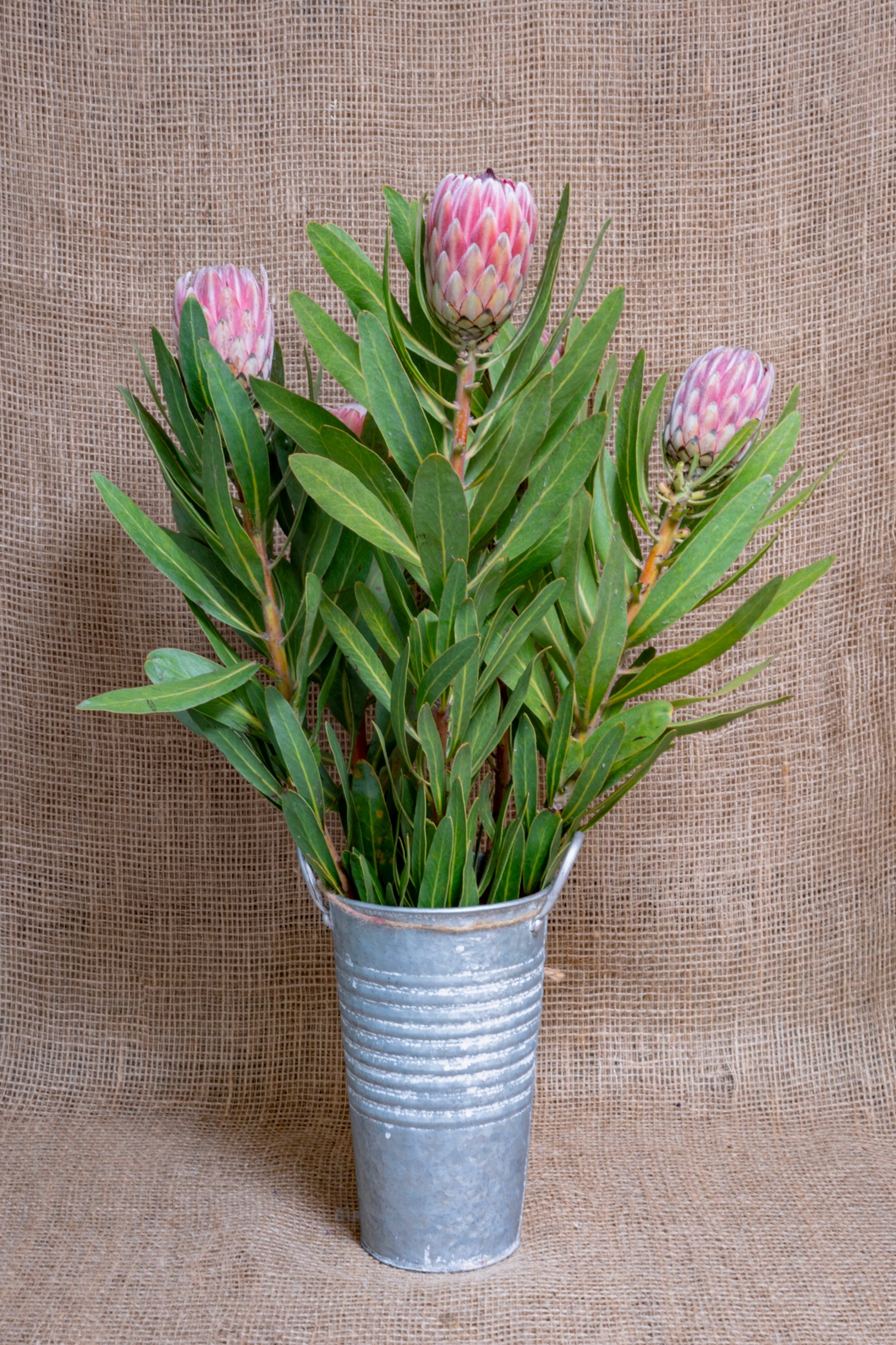 Protea - Pink Ice Wholesale Bunches