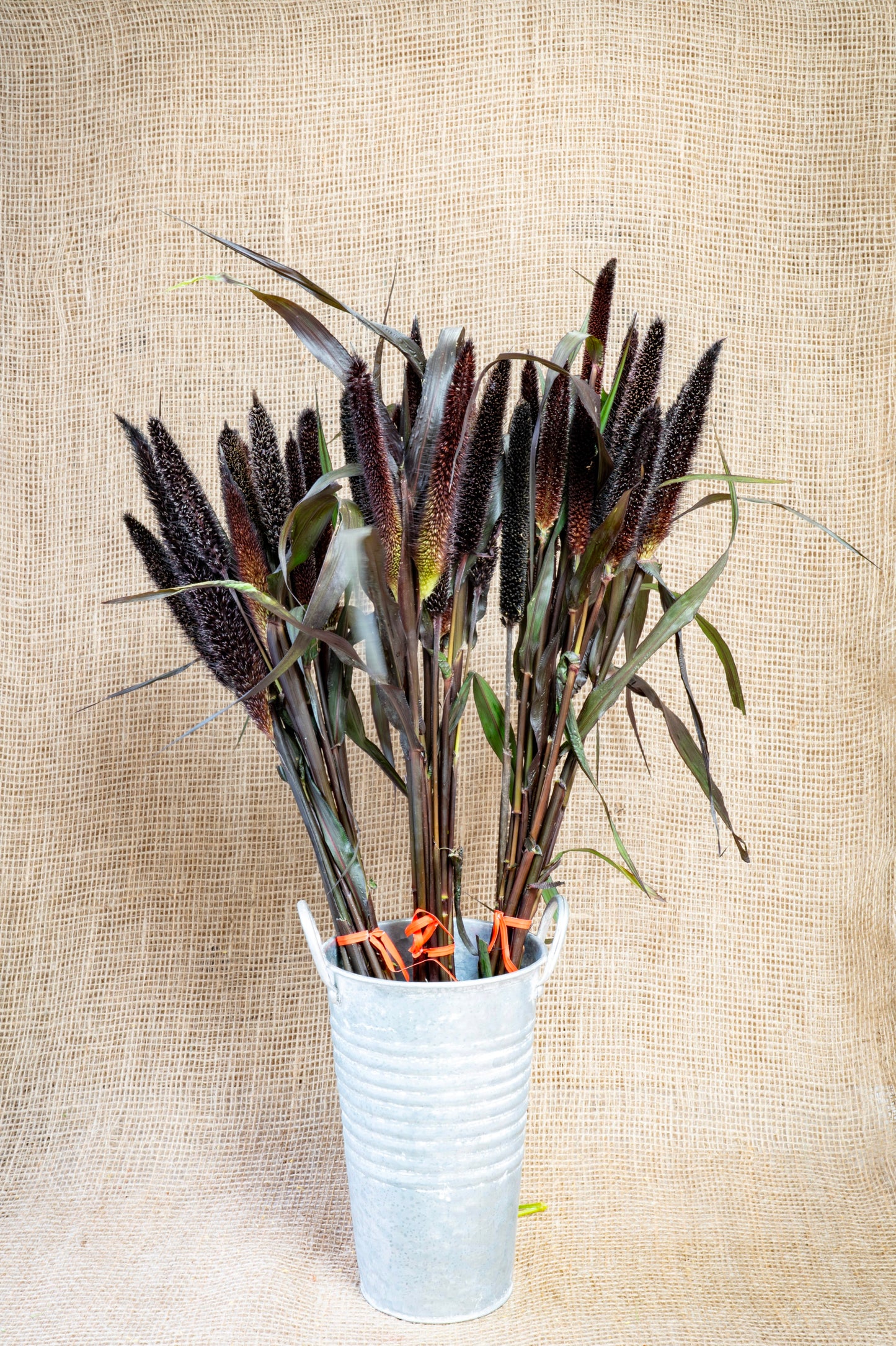 Millet - Purple
