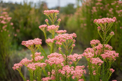 Rice Flower - Pink