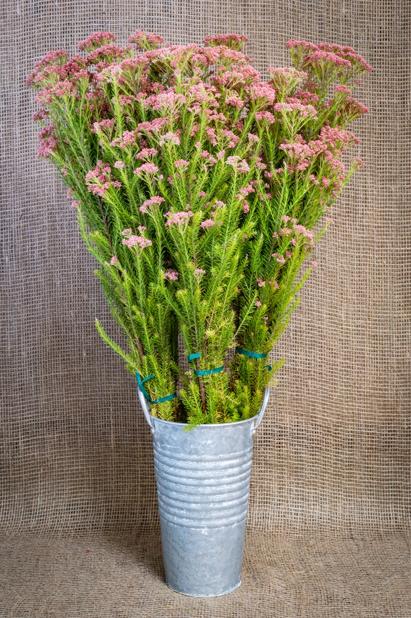 Rice Flower - Pink