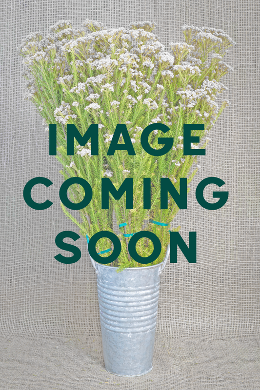 Rice Flower - White