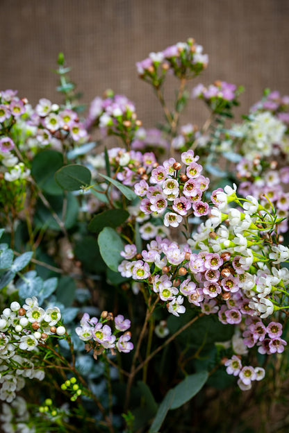 Sweetheart Arrangement - DIY Kit - Mixed Waxflower and Greens