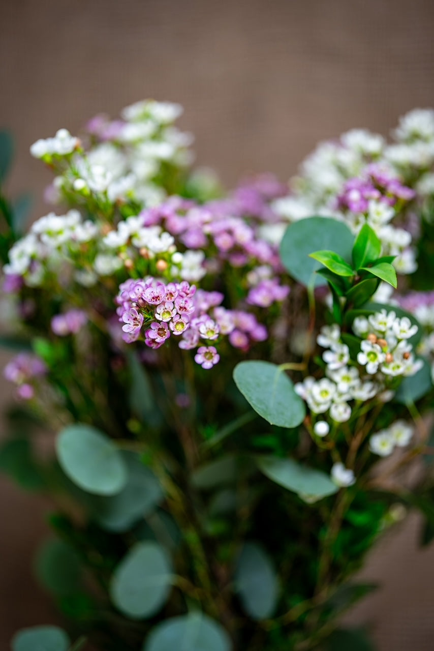 Sweetheart Arrangement - DIY Kit - Mixed Waxflower and Greens