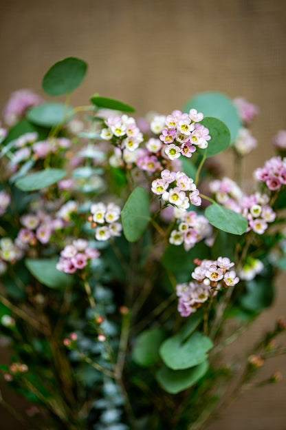 Sweetheart Arrangement - DIY Kit - Mixed Waxflower and Greens