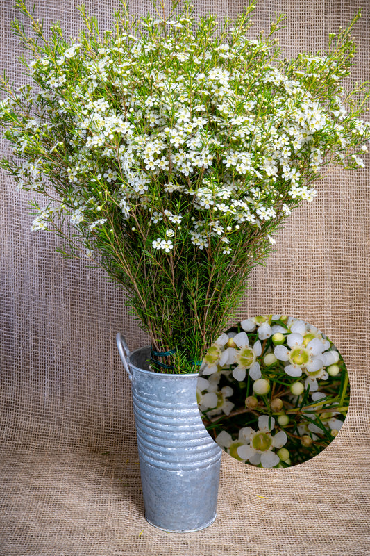 Waxflower - Alba