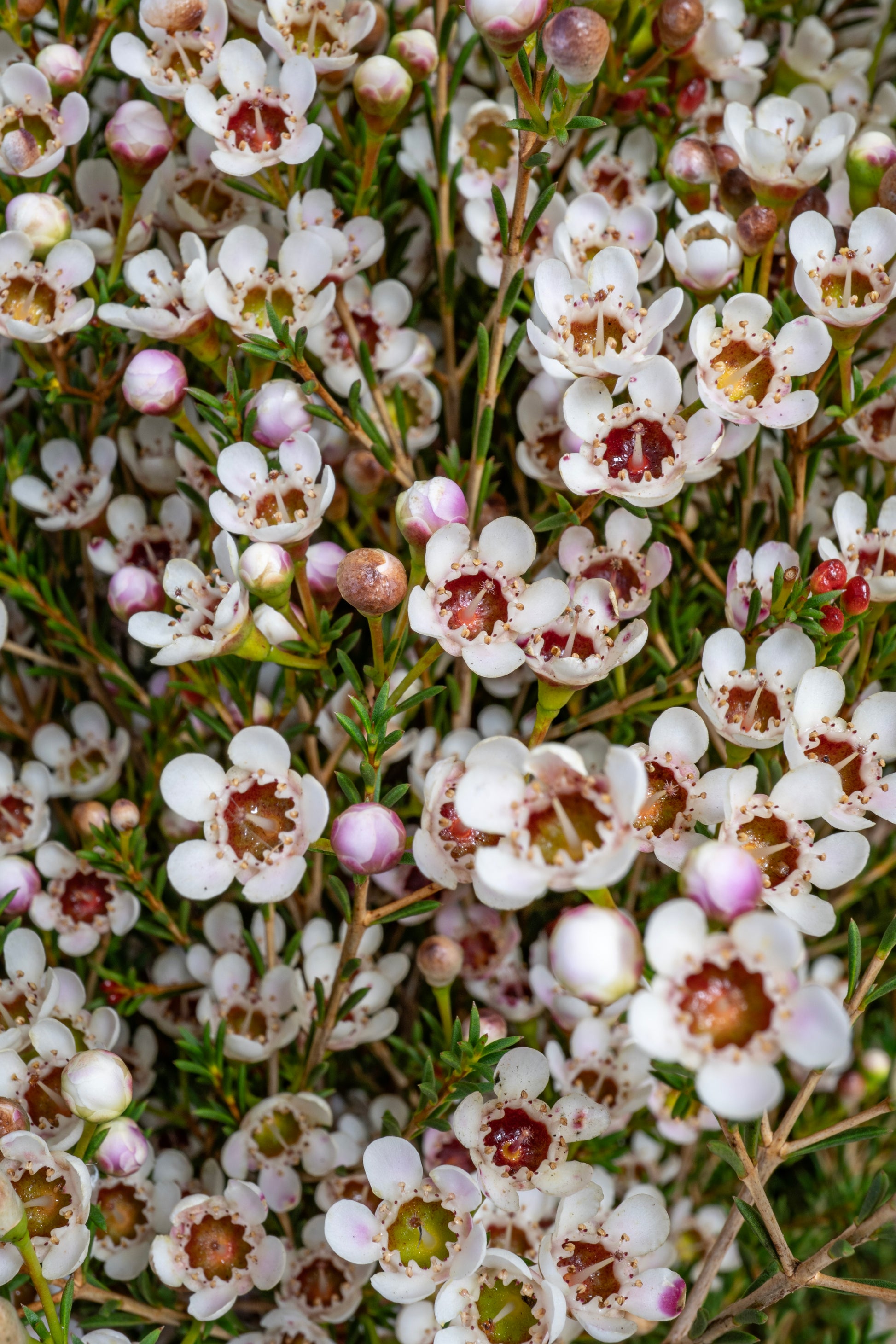 Blondie Waxflower (Hybrid) Wholesale Bunches - Fresh Bulk Flowers San ...