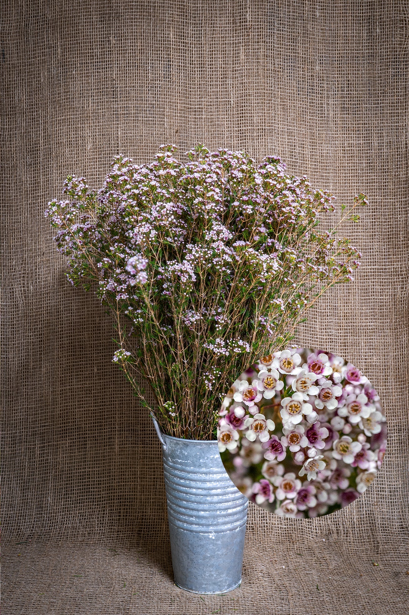 Waxflower - Eric John