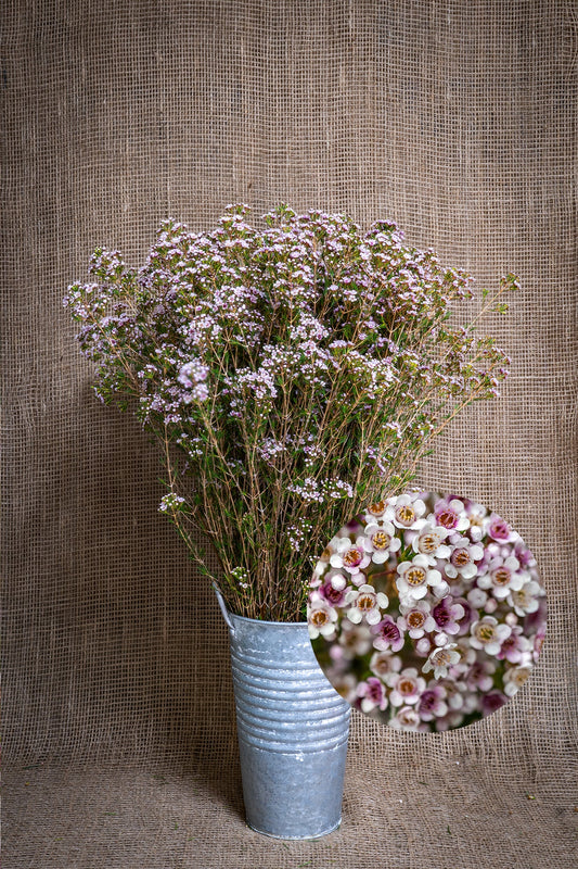 Waxflower - Eric John