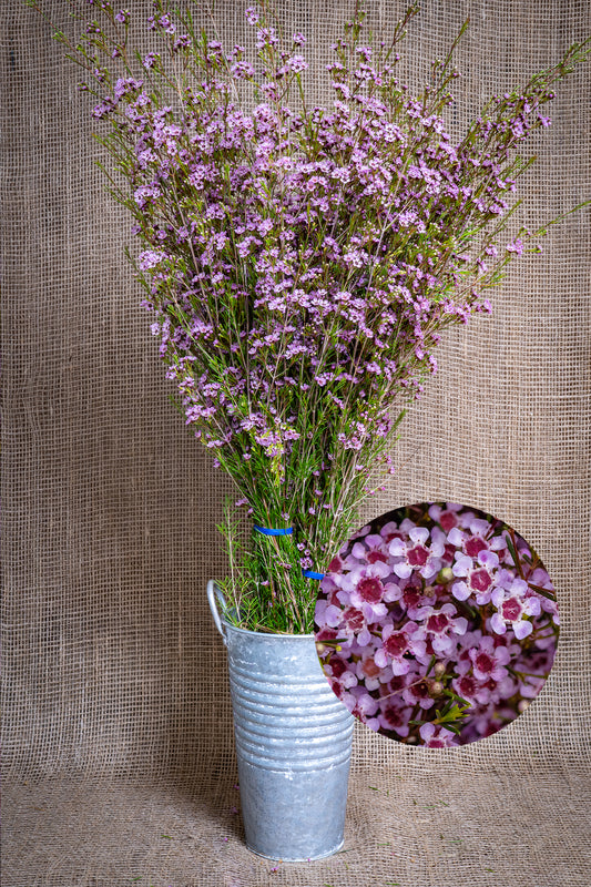 Waxflower - Juriens Brook