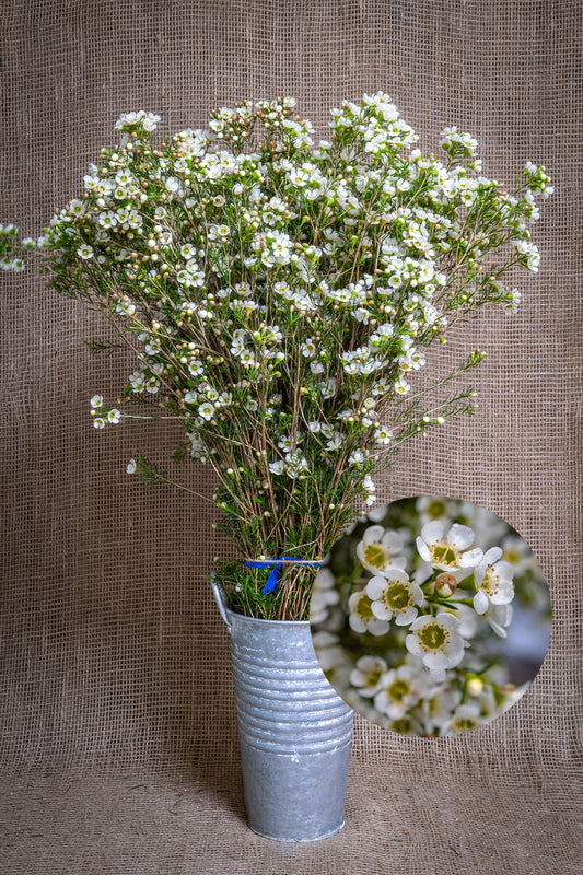 Waxflower - Laura