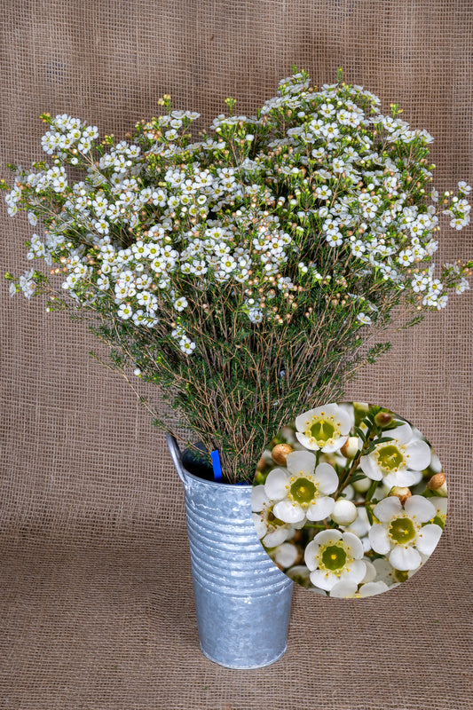 Waxflower - Matilda