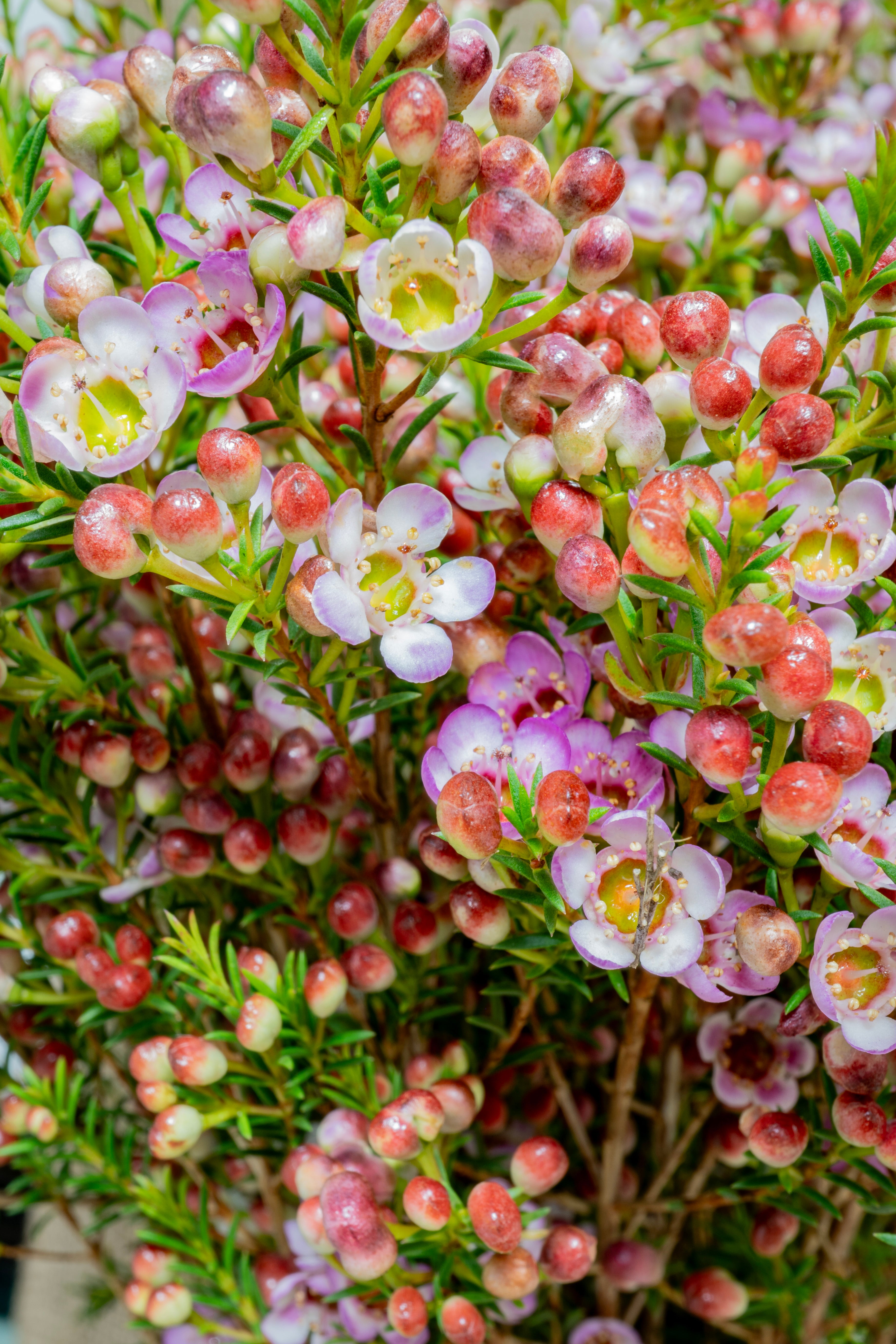 Painted Lady Waxflower Hybrid Wholesale Bulk Flowers San Diego painted-lady-waxflower-hybrid-wholesale-bulk-flowers-san-diego