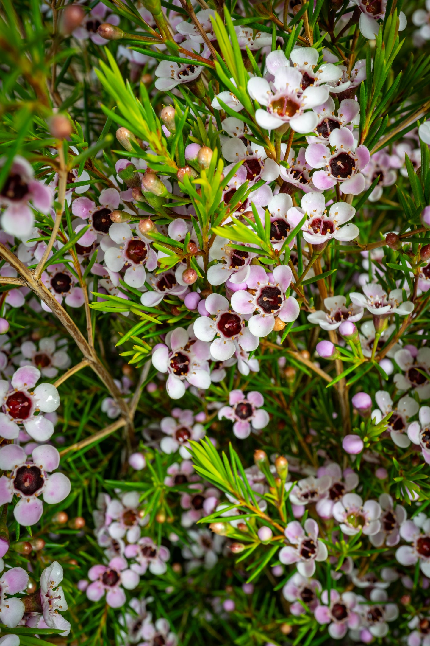 Waxflower - Pink Lady Stephanie