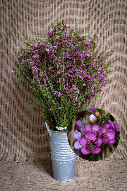 Waxflower - Purple Lady Stephanie