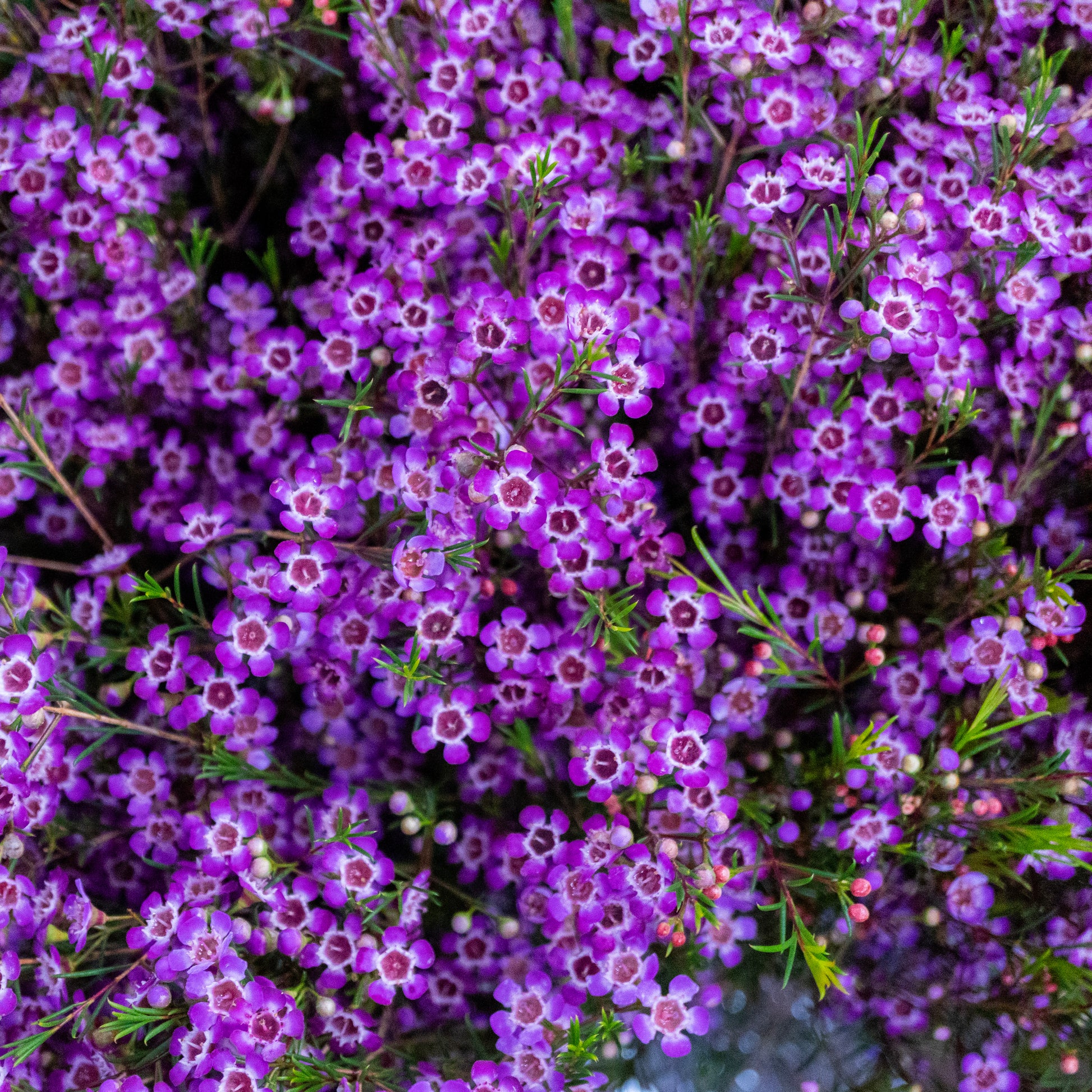 lavender wax flower Waxflower