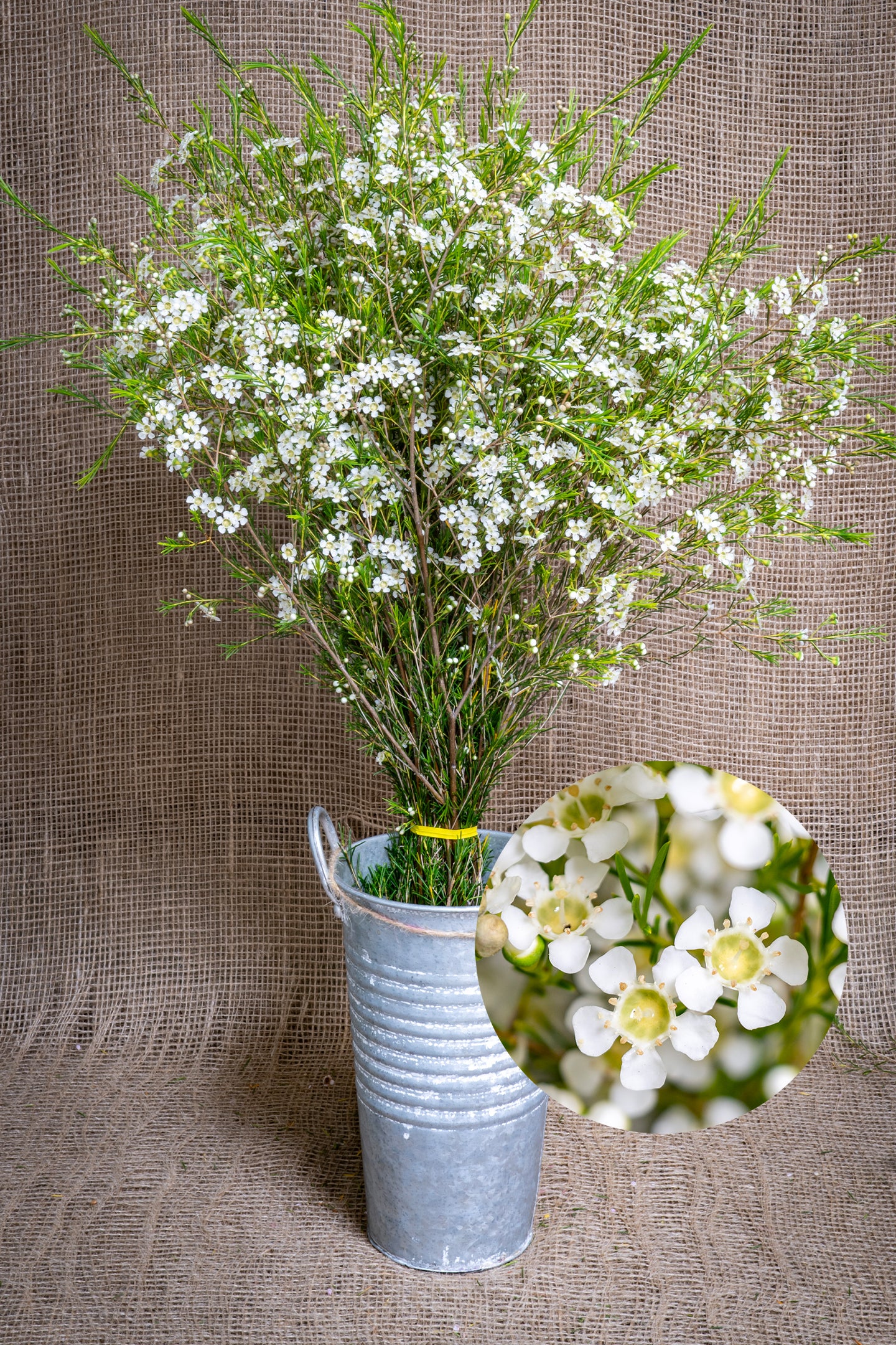 Waxflower - Summer White