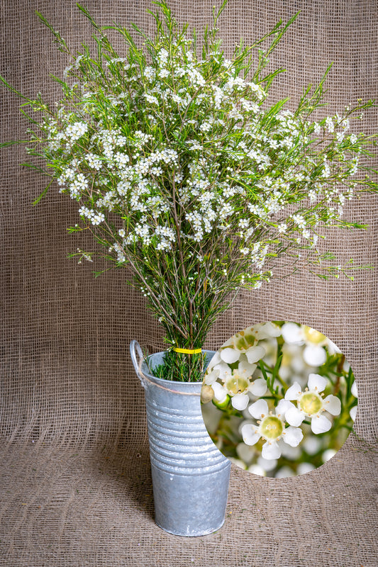Waxflower - Summer White
