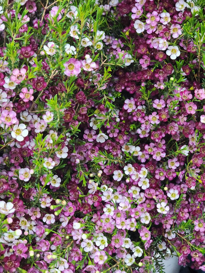 Waxflower - Trifecta