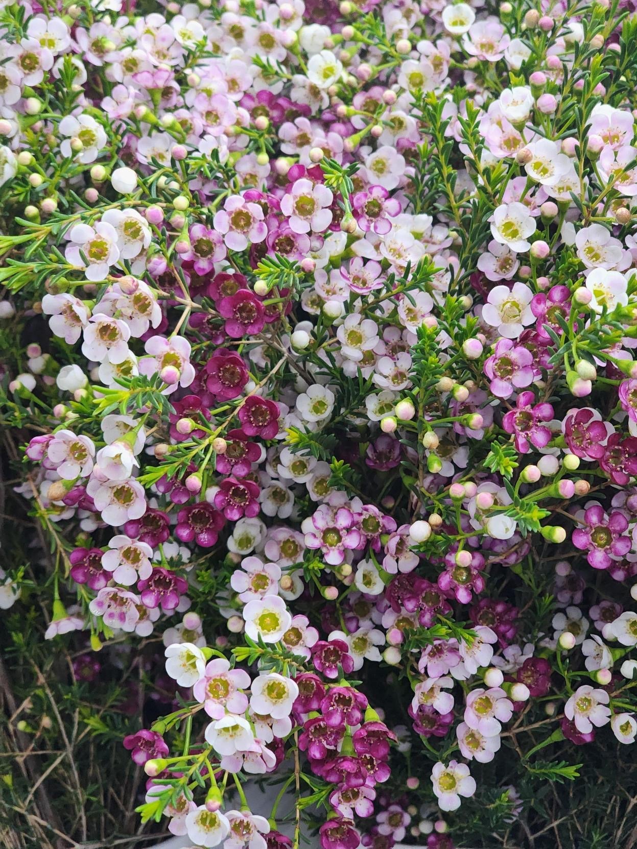 Waxflower - Trifecta