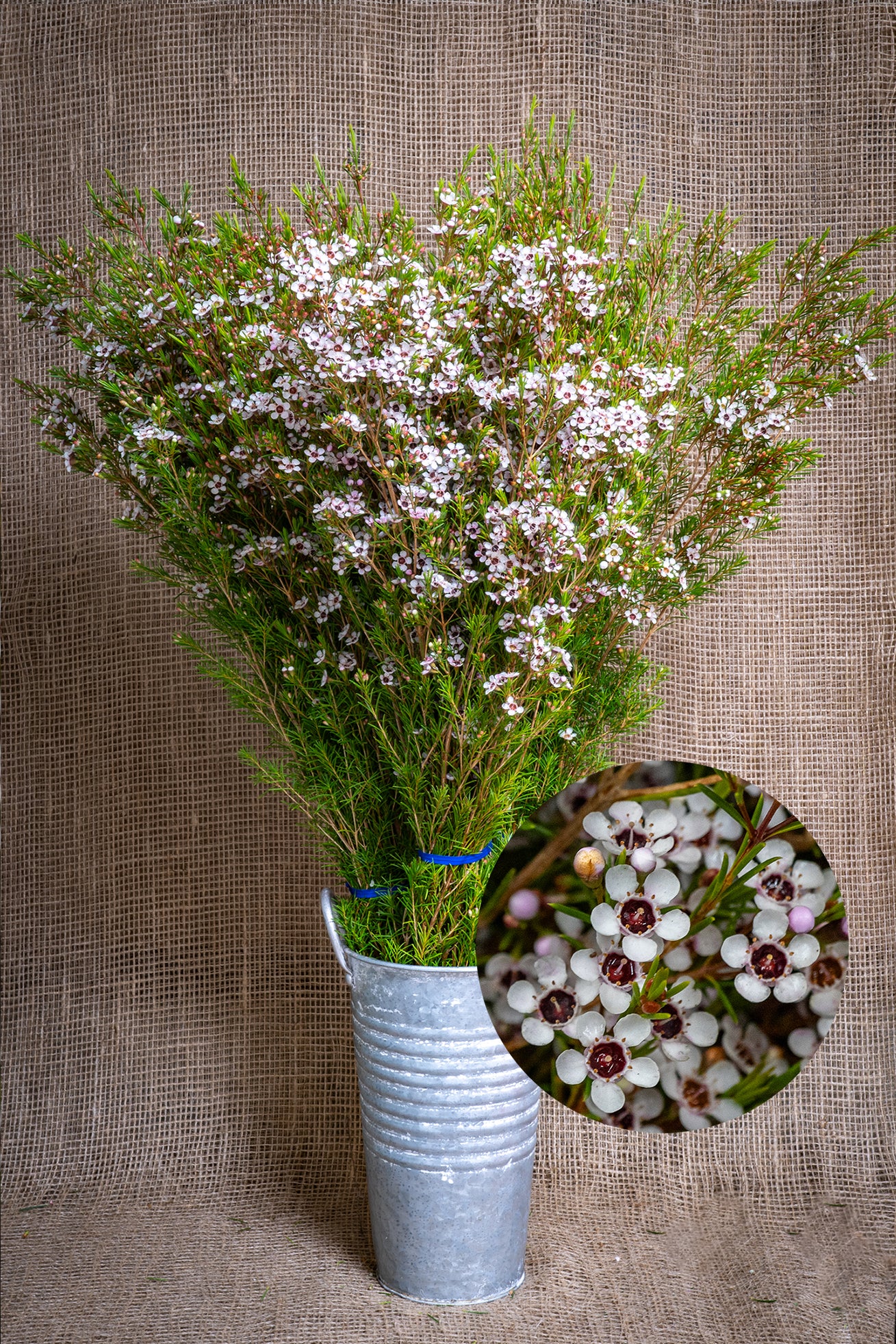 Waxflower - White Lady Stephanie