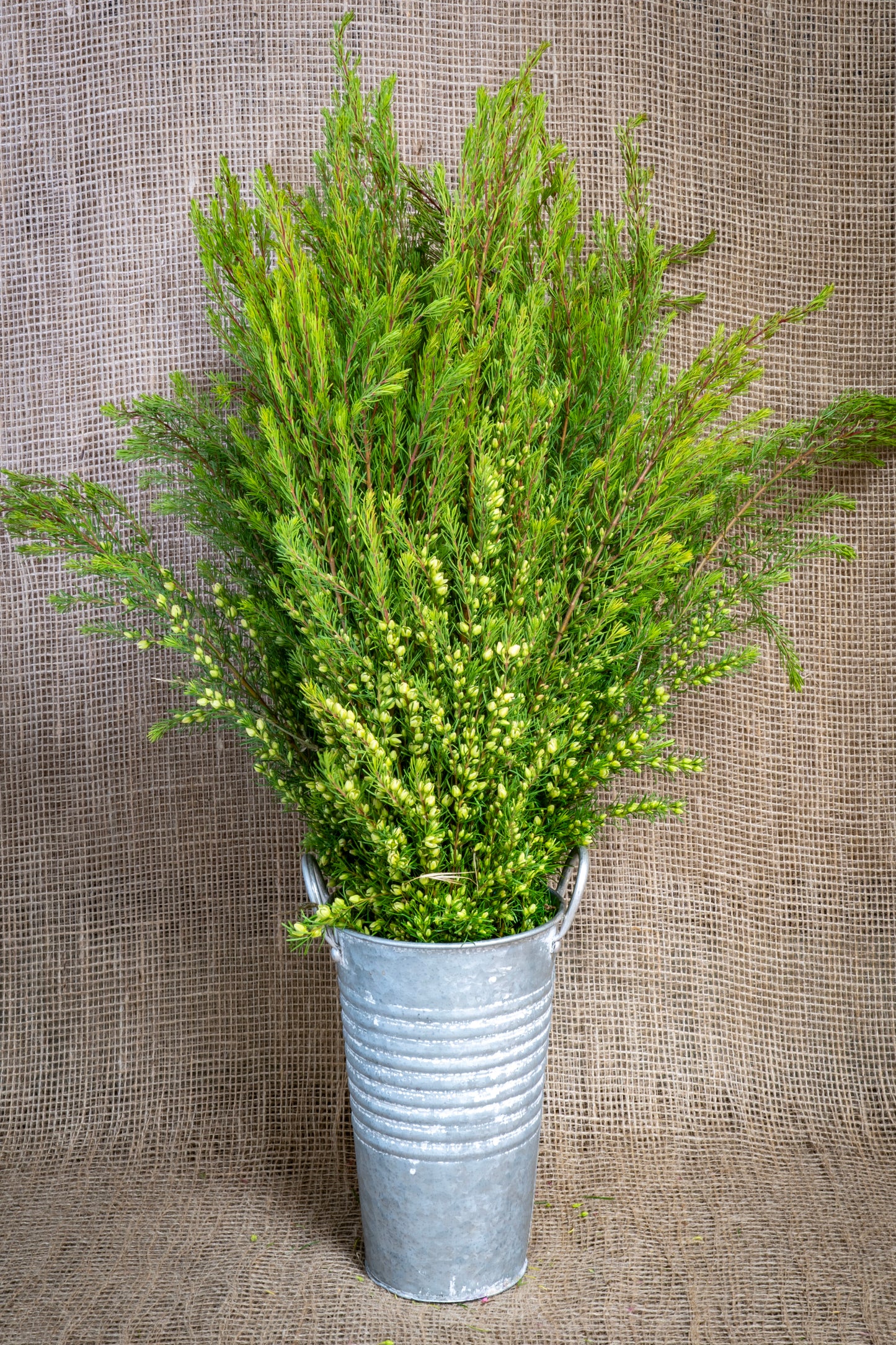 Boronia - Yellow